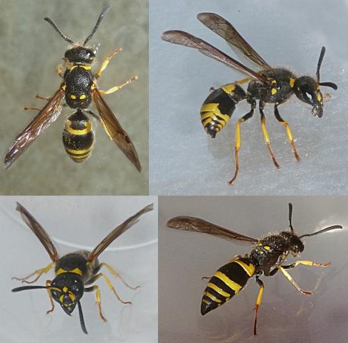 Ancistrocerus nigricornis